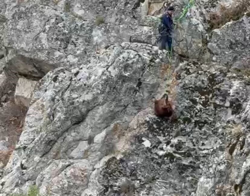 Burdur’un Bucak ilçesinde dağda mahsur kalan keçiler itfaiye ekiplerinin uzun