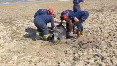 Adana’da Seyhan Baraj Gölü’nde suyun çekildiği kısımda çamura saplanan eşek