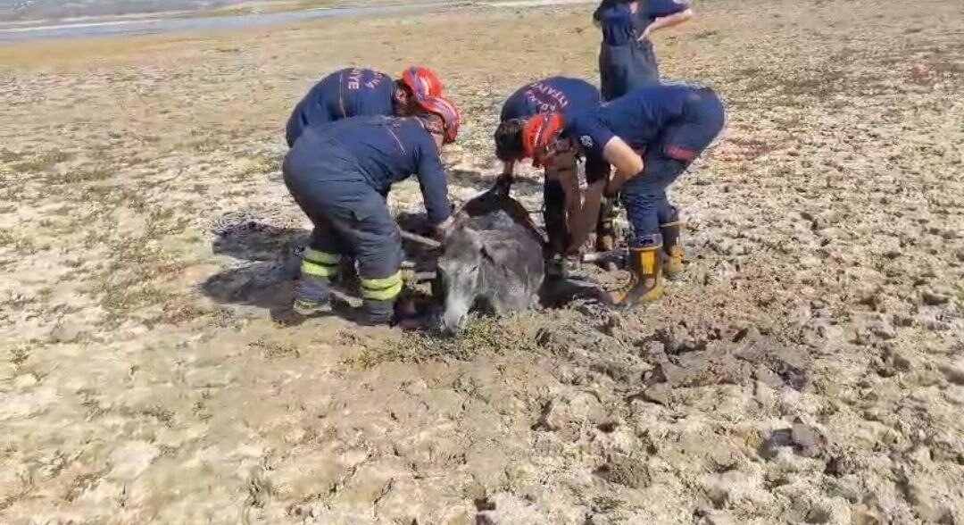 Adana’da Seyhan Baraj Gölü’nde suyun çekildiği kısımda çamura saplanan eşek