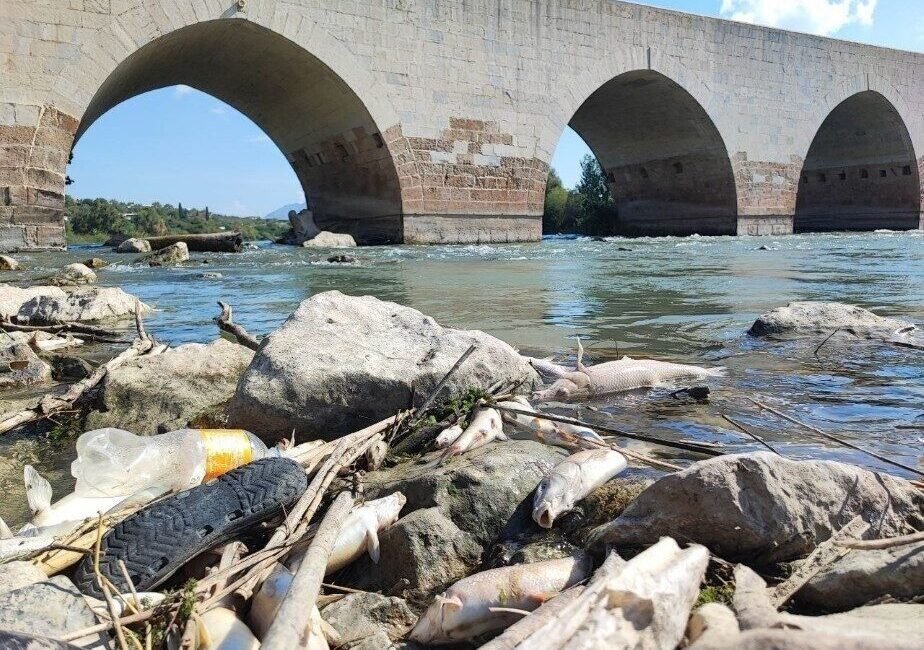 Adana’da Ceyhan Nehri’nde yüzlerce balığın telef olmasının ardından balıklardan ve