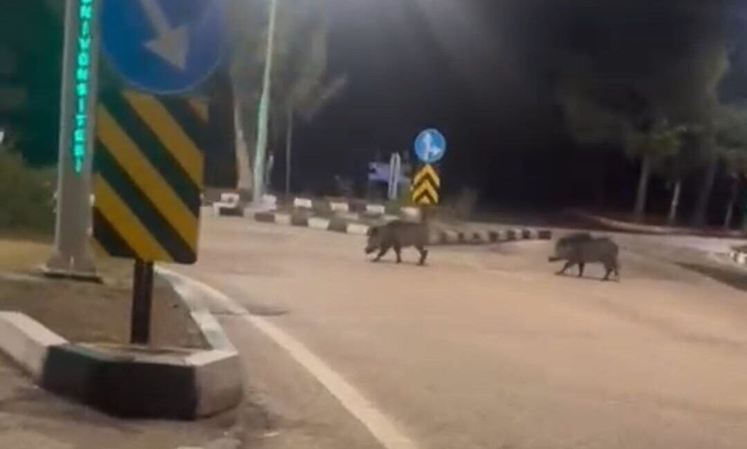 Adana’da Çukurova Üniversitesi Yerleşkesinde domuz gören vatandaşlar şaşkınlığını gizleyemedi. Merkez