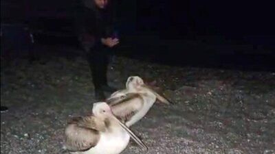 Antalya’nın dünyaca ünlü Konyaaltı Sahili’nde iki pelikan vatandaşların cep telefonu