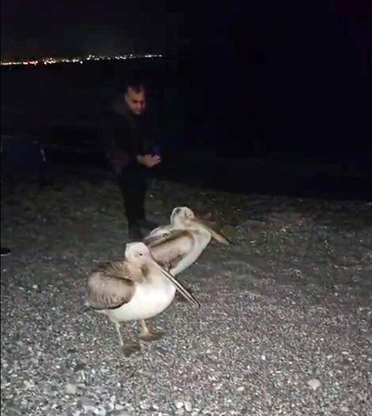Antalya’nın dünyaca ünlü Konyaaltı Sahili’nde iki pelikan vatandaşların cep telefonu