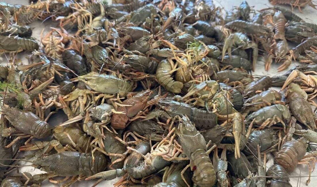 Eğirdir Gölü’nde kerevit avcılığı 15 Kasım 2025 itibarıyla yasaklandı. Yasak