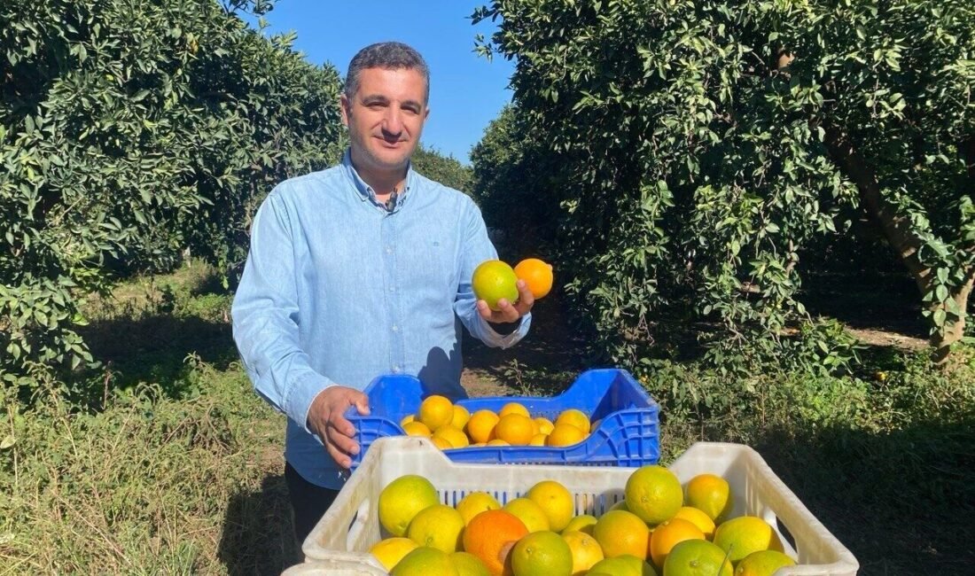Antalya’nın Finike ilçesinde narenciye hasadı başladı. Bu yıl yaklaşık 250