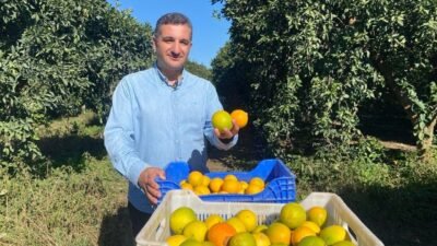 Antalya’nın Finike ilçesinde narenciye hasadı başladı. Bu yıl yaklaşık 250