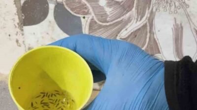 Hatay’ın Kırıkhan ilçesinde zabıta ekiplerinin fırınlara yönelik gerçekleştirdiği denetimde mide