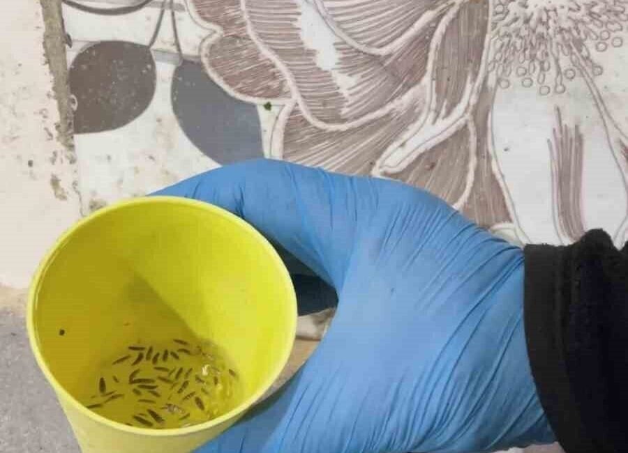 Hatay’ın Kırıkhan ilçesinde zabıta ekiplerinin fırınlara yönelik gerçekleştirdiği denetimde mide