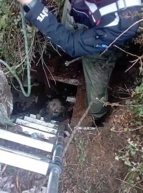 Antalya’da foseptik çukuruna düşen köpek itfaiye ekiplerince kurtarıldı. Olay, Kepez