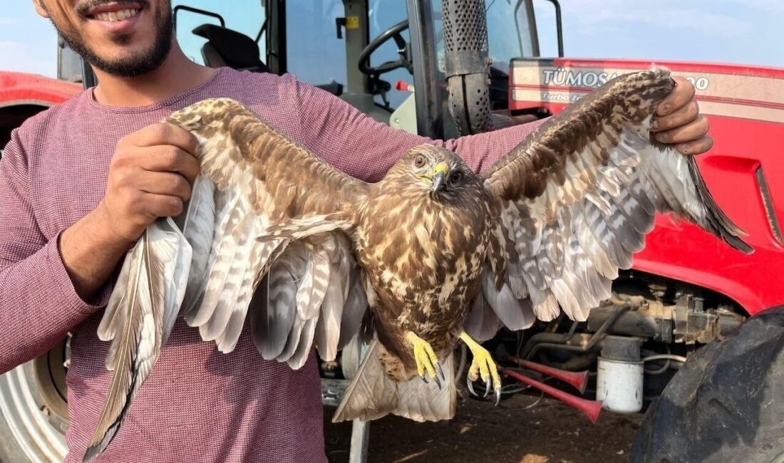 Adana’nın Ceyhan ilçesinde yer fıstığı hasadı yapan bir çiftçi, tarlada