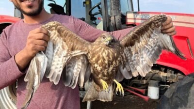 Adana’nın Ceyhan ilçesinde yer fıstığı hasadı yapan bir çiftçi, tarlada