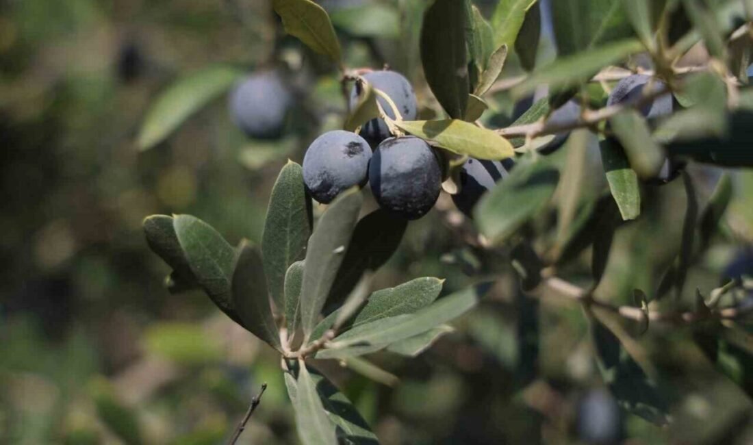 Hatay’ın bereketli topraklarında yer alan 17 milyon 102 bin zeytin