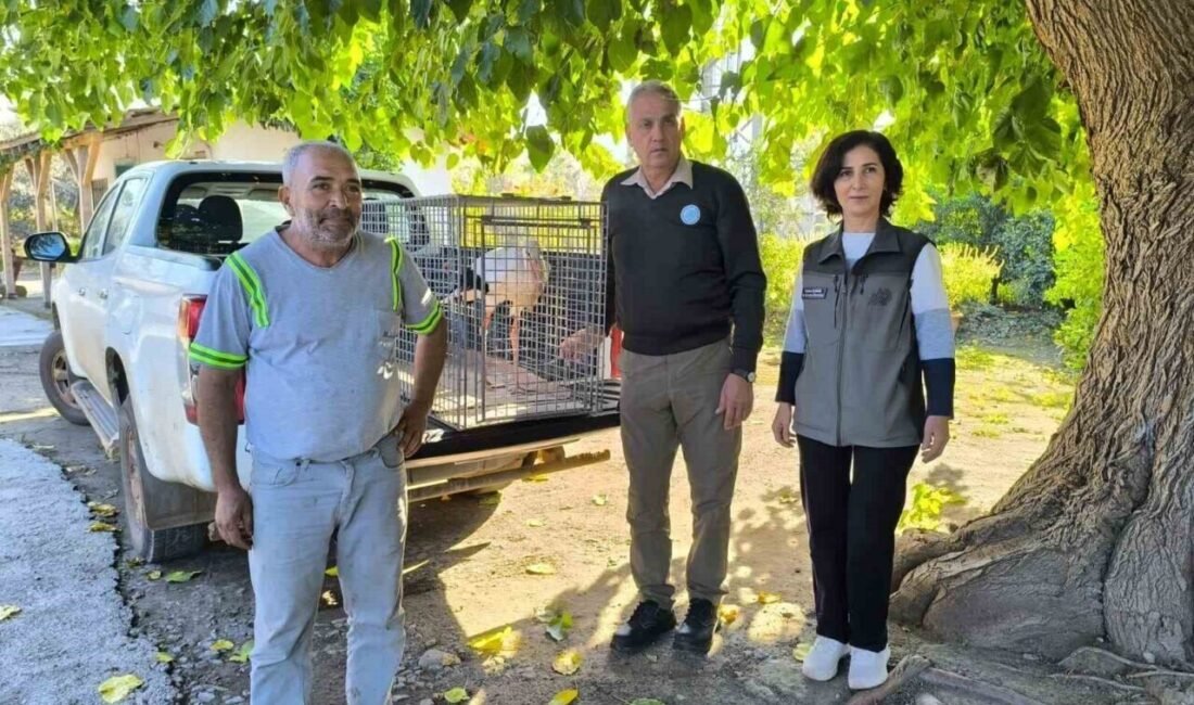 Hatay’da bir vatandaşın yaralı halde bulduğu leylek, Doğa Koruma ve