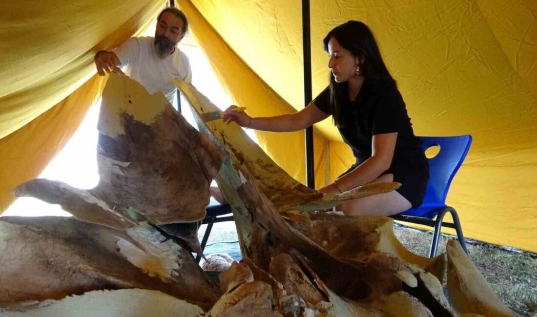 Mersin’de 4 yıl önce ölen ve müze bahçesine gömülen 16