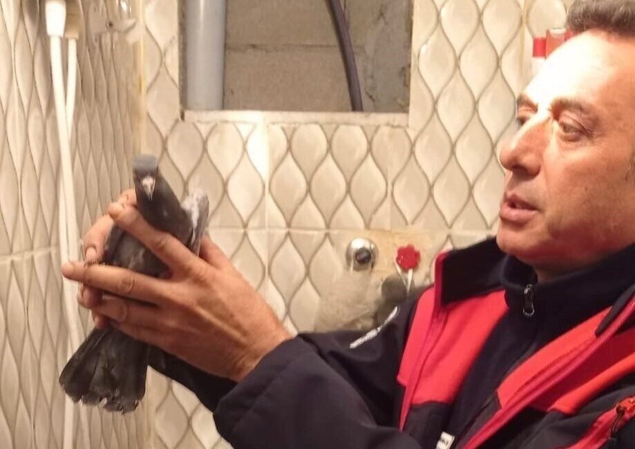 Hatay’da bina boşluğunda mahsur kalan güvercini itfaiye ekipleri kurtardı. İskenderun