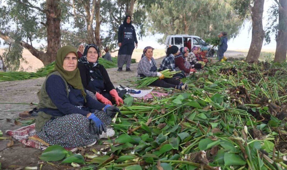 Hatay’da yaz aylarında Asi Nehri’ni kaplayan istilacı su sümbülleri, Hatay