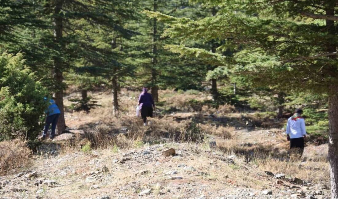 Adana’nın Feke ilçesinde orman köylüleri, kilosu bin liraya kadar yaklaşan