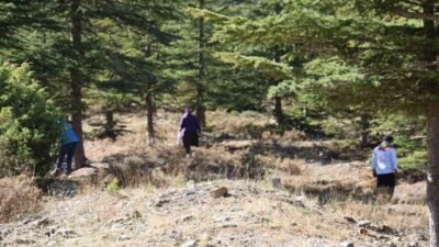 Adana’nın Feke ilçesinde orman köylüleri, kilosu bin liraya kadar yaklaşan