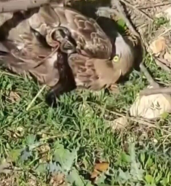 Hatay’da yılan ve kartalın yaşam savaşı vatandaşın cep telefonu kamerasına