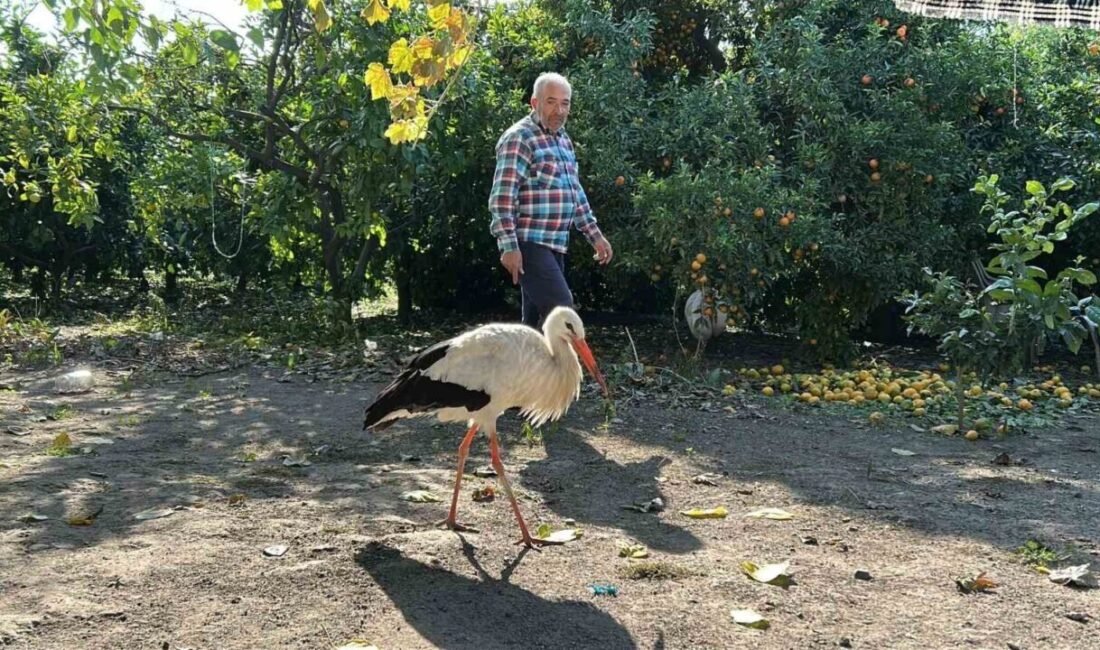 Hatay’da bir vatandaş evinin bahçesinde bulduğu leyleği, kümeste balıkla besleyerek