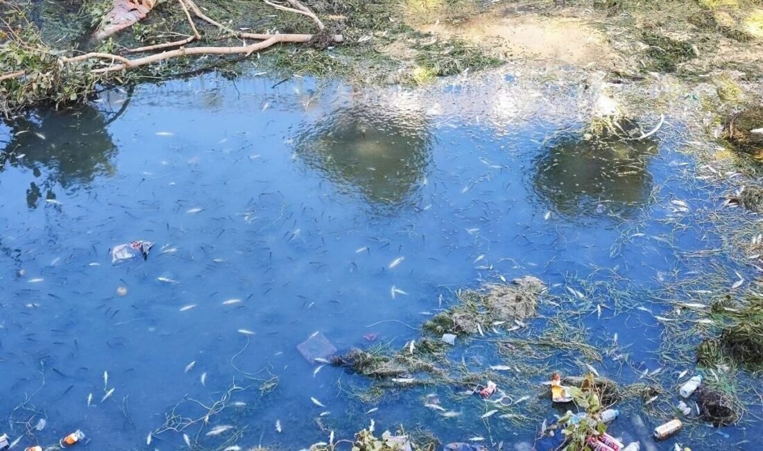Adana’da suyun az olması ve kirlilik nedeniyle sulama kanalındaki yüzlerce