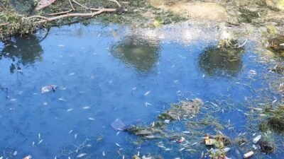 Adana’da suyun az olması ve kirlilik nedeniyle sulama kanalındaki yüzlerce