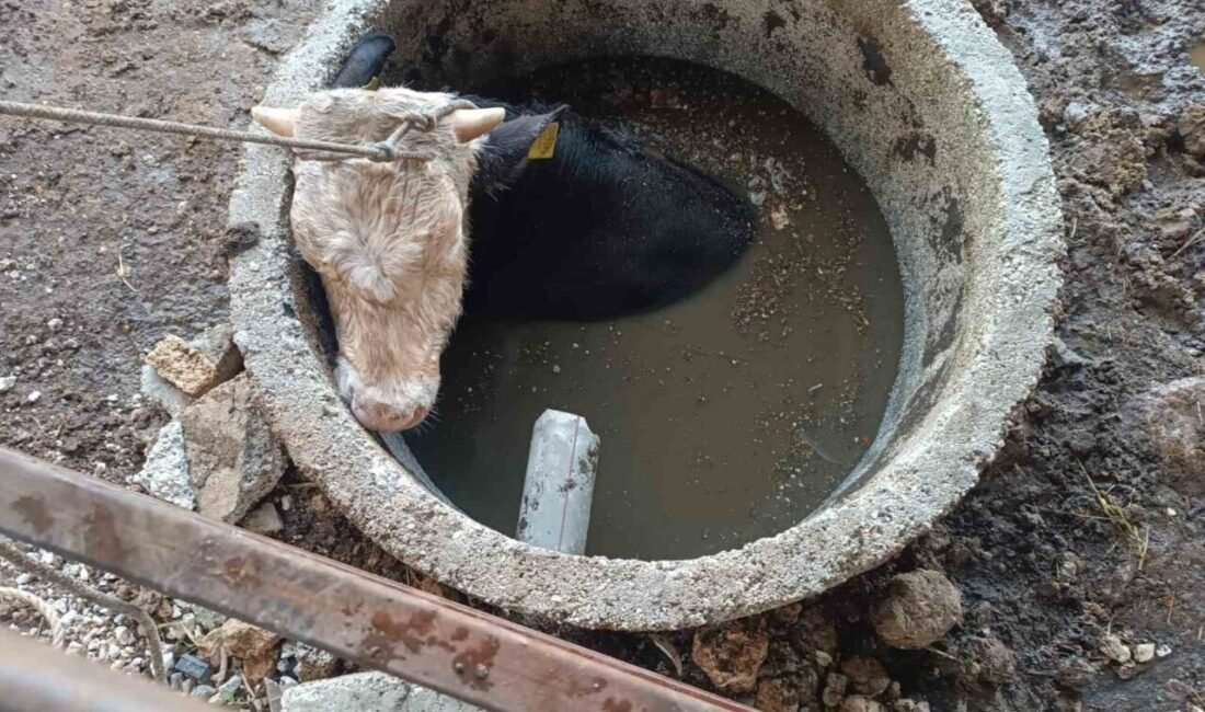 Hatay’ın Altınözü ilçesinde kuyuya düşüp mahsur kalan inek, itfaiye ekipleri
