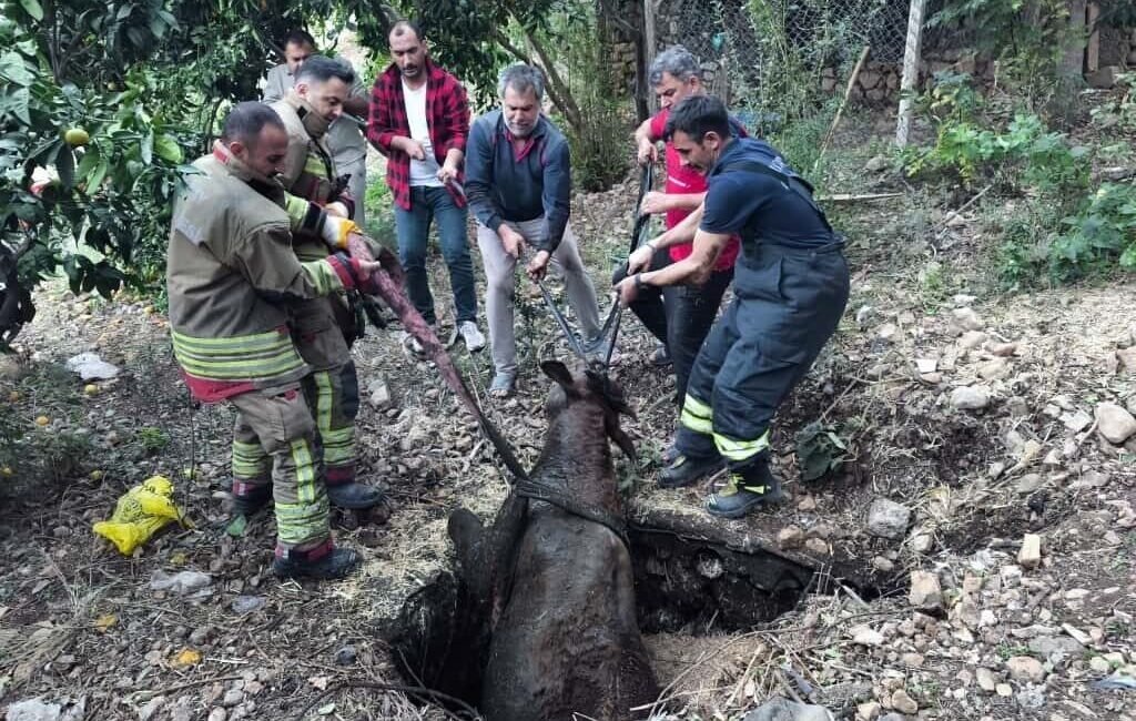 Hatay’da kuyuya düşen inek itfaiye ekipleri tarafından kurtarıldı. İskenderun ilçesi