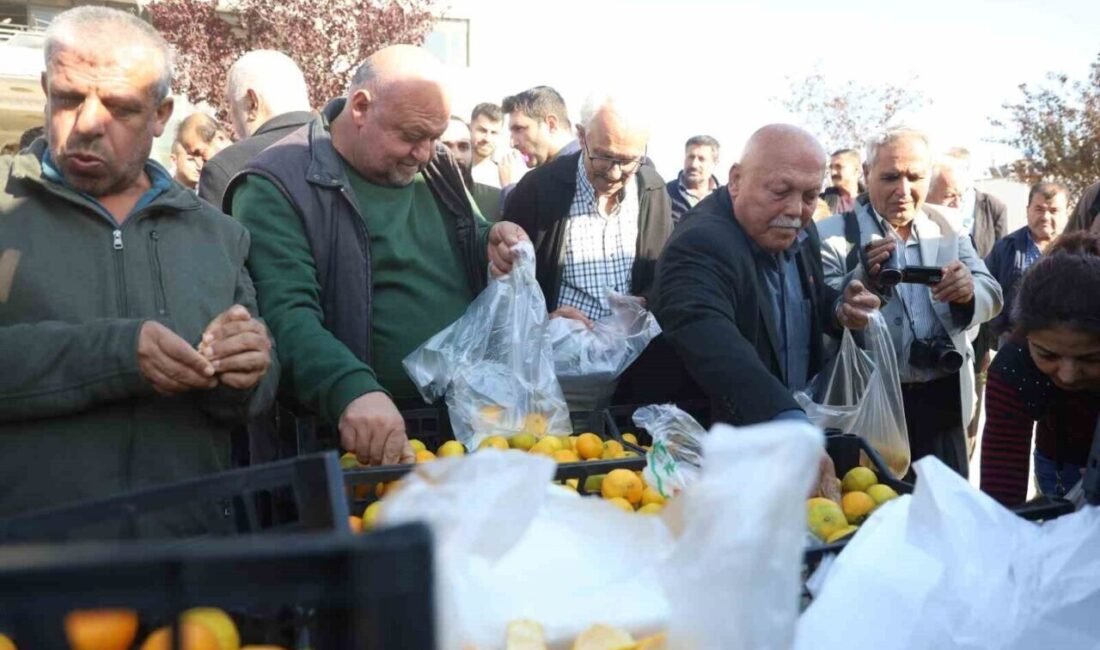 Hatay’da verimin yüksek olduğu mandalinada tarla fiyatı 2 TL’ye kadar