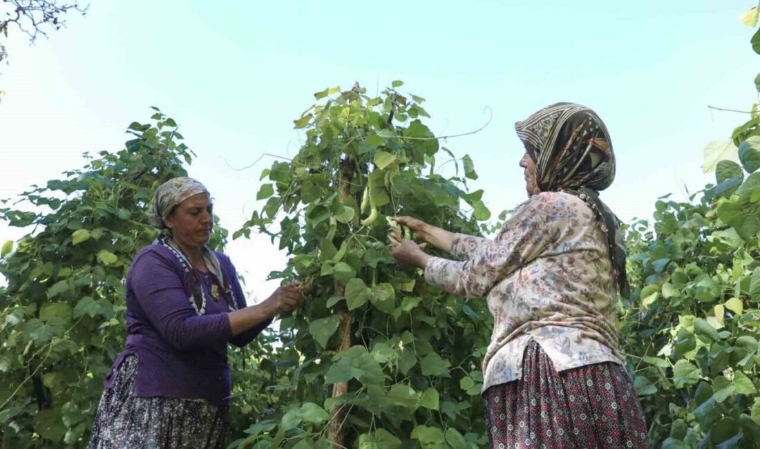 Mersin Büyükşehir Belediyesi, Gülnar’a özgü Leklek Fasulyesi üretimini artırmak için