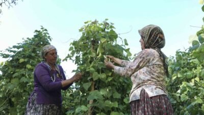 Mersin Büyükşehir Belediyesi, Gülnar’a özgü Leklek Fasulyesi üretimini artırmak için
