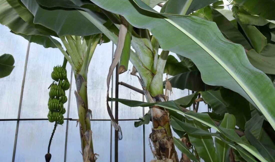 Mersin’in Bozyazı ilçesinde bahçe ve seralara giren kimliği belirsiz kişiler