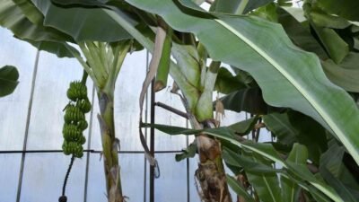 Mersin’in Bozyazı ilçesinde bahçe ve seralara giren kimliği belirsiz kişiler