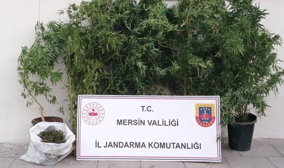 Mersin Erdemli ilçesinde jandarma ekipleri 1 kilo 250 gram esrar