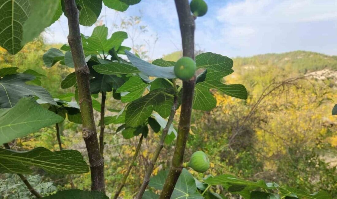 Osmaniye’nin Kadirli ilçesinde hava sıcaklıklarının mevsim normallerinin üzerinde seyretmesi nedeniyle