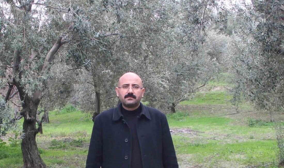 Türkiye’de zeytin ve zeytinyağının yaklaşık yüzde 20’sini karşılayan Mersin’in Mut