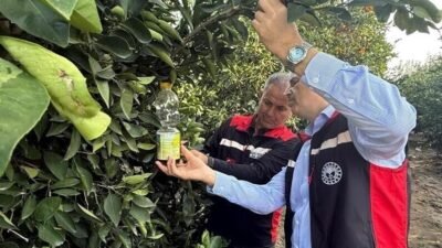 Adana’da narenciyede hasadın başlamasıyla birlikte, ağaç diplerine dökülen ve ağaçta