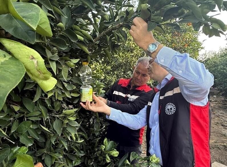 Adana’da narenciyede hasadın başlamasıyla birlikte, ağaç diplerine dökülen ve ağaçta