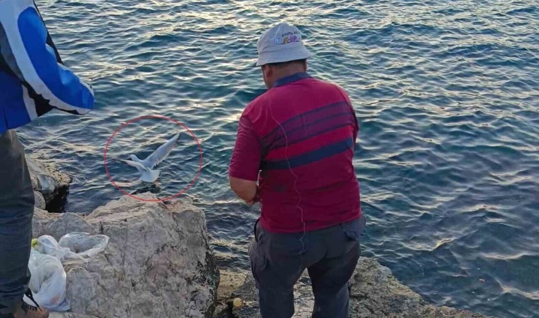 Antalya’da bir balıkçının oltasına balık yerine martı takıldı. Oltasına takılan