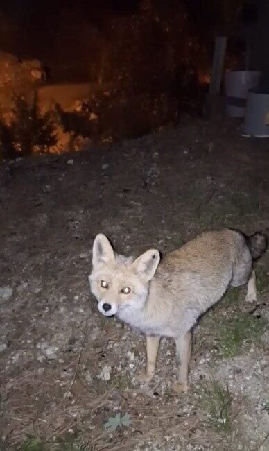 Osmaniye’de meraklı tilki kendisine ikram edilen Osmaniye’nin meşhur bayram kömbesini