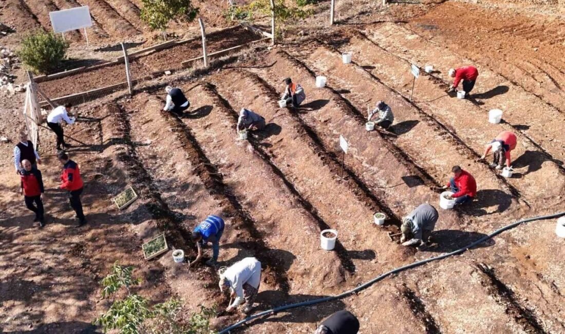 Kahramanmaraş dondurmasının olmazsa olmazı endemik salep bitkisi bahçelere ekildi. Her