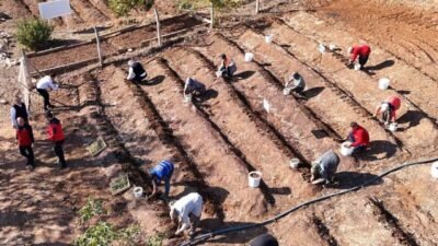 Kahramanmaraş dondurmasının olmazsa olmazı endemik salep bitkisi bahçelere ekildi. Her