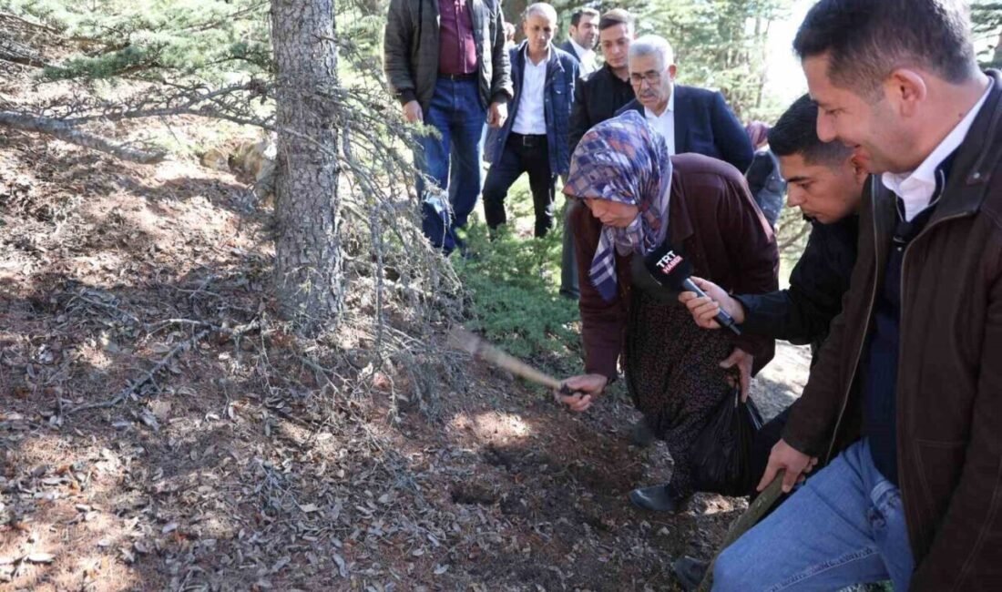 Adana’nın Feke ilçesinde orman köylülerinin ek gelir kaynağı olan sedir