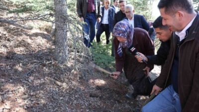 Adana’nın Feke ilçesinde orman köylülerinin ek gelir kaynağı olan sedir