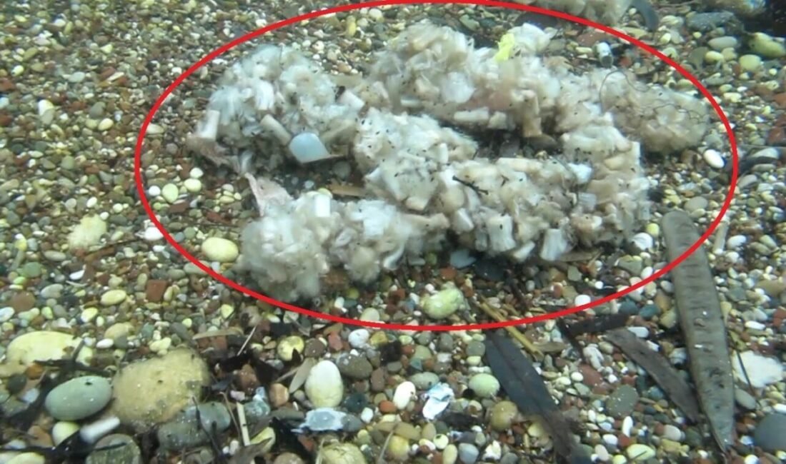 Antalya’da çevreye atılıp denize ulaşan sigara izmaritlerinin filtre kısmı, suyun