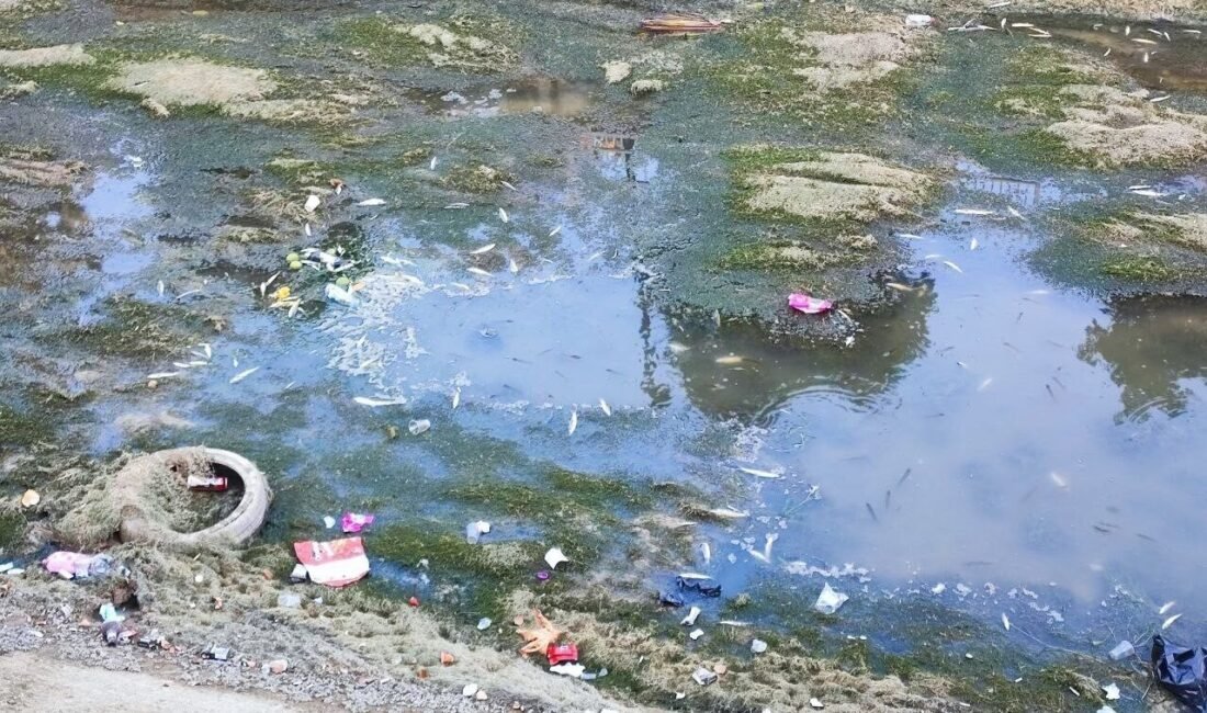 Adana’da kanallara su verilmediği için balıklar telef olmaya devam ediyor.