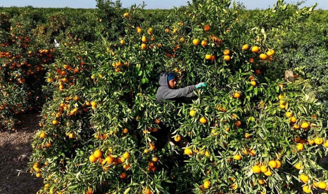 Türkiye’nin önemli narenciye üretim merkezlerinden Adana’da geçtiğimiz ay tarım aracılarının