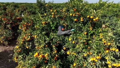 Türkiye’nin önemli narenciye üretim merkezlerinden Adana’da geçtiğimiz ay tarım aracılarının