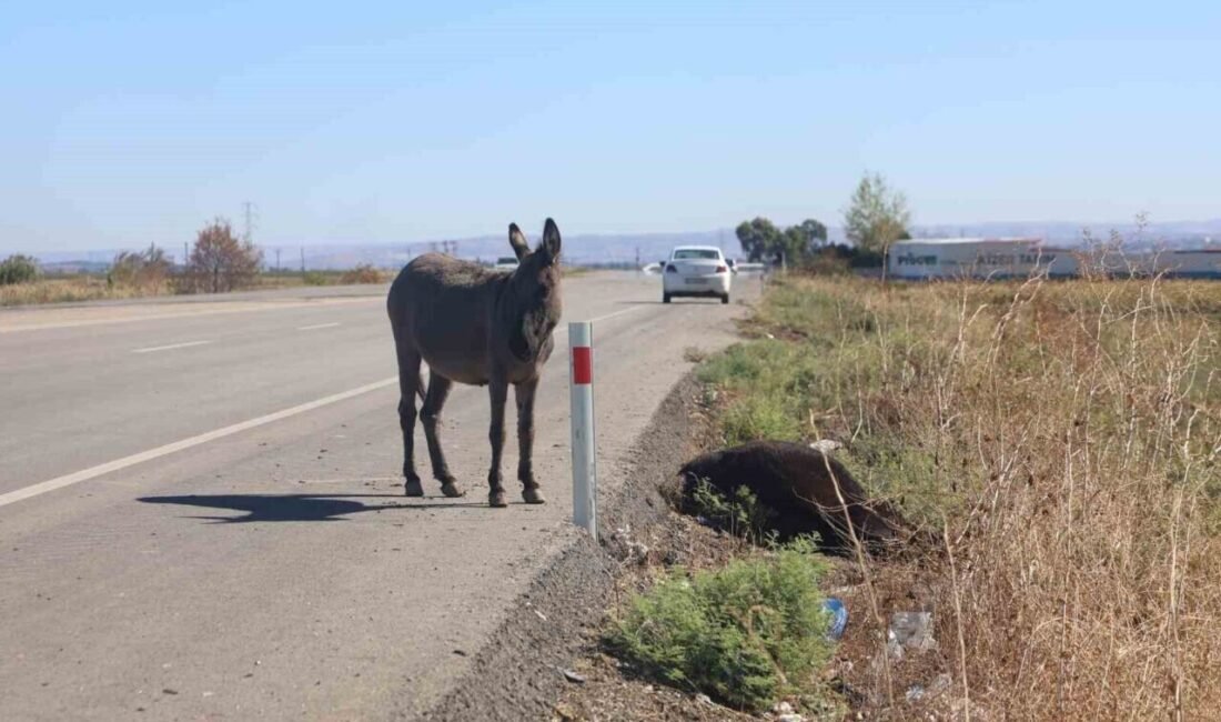 Hatay’da aracın çarpmasıyla telef olan eşeğin sıpasına Hatay Büyükşehir Belediyesi