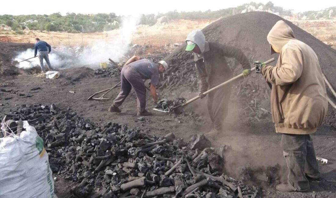 Mersin’in Silifke ilçesinde bir çok aile, Toros dağlarının eteğinde meşe